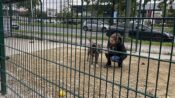 Belçika’da katı yasalar sayesinde sokaklarda başıboş hayvanlara rastlanmıyor