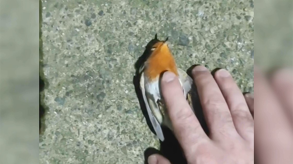 Rize'de güvenlik görevlisi baygın haldeki serçeyi kalp masajıyla hayata bağladı