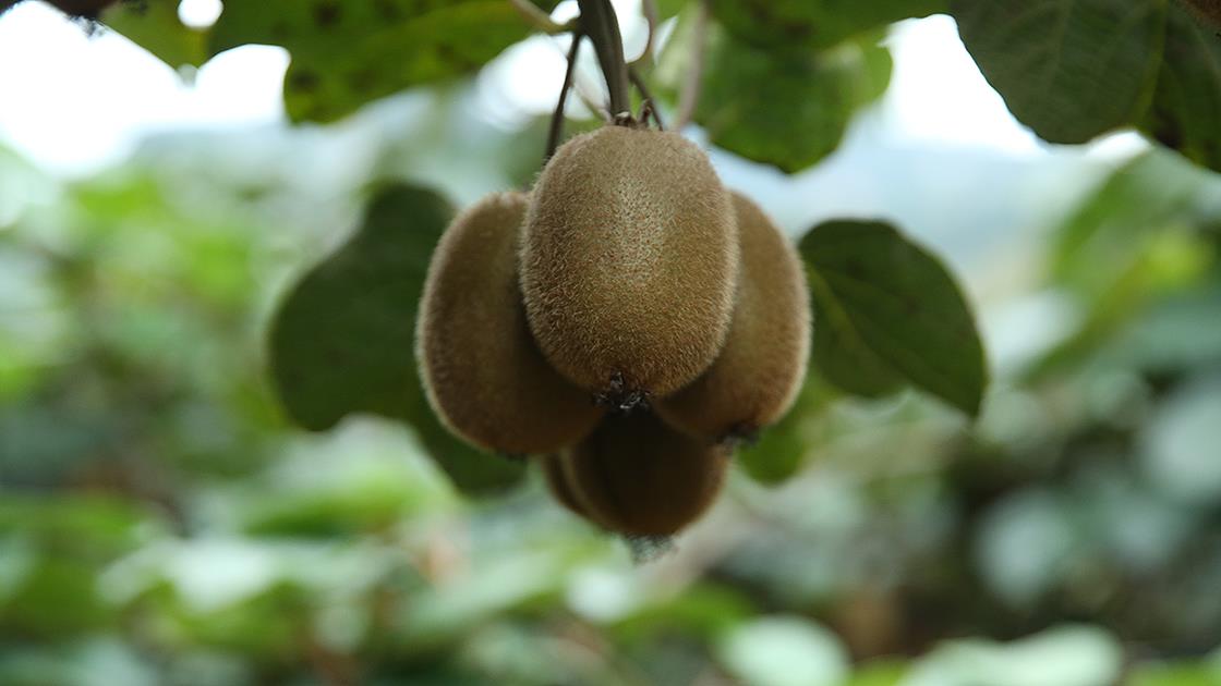 Ordu'da 10 bin ton kivi rekoltesi bekleniyor