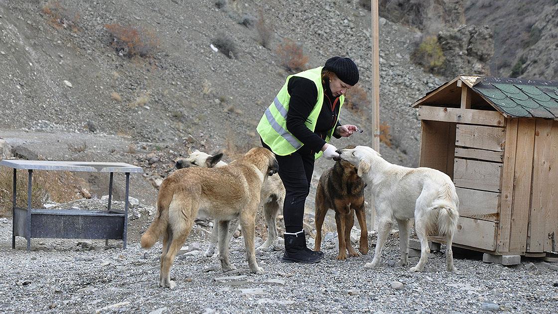 Yusufeli’nde sular altında kalacak yerlerdeki sokak hayvanları tahliye ediliyor