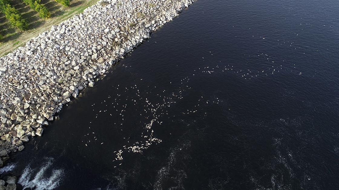 Ceyhan Nehri’nde görülen balık ölümlerinin nedeni araştırılıyor