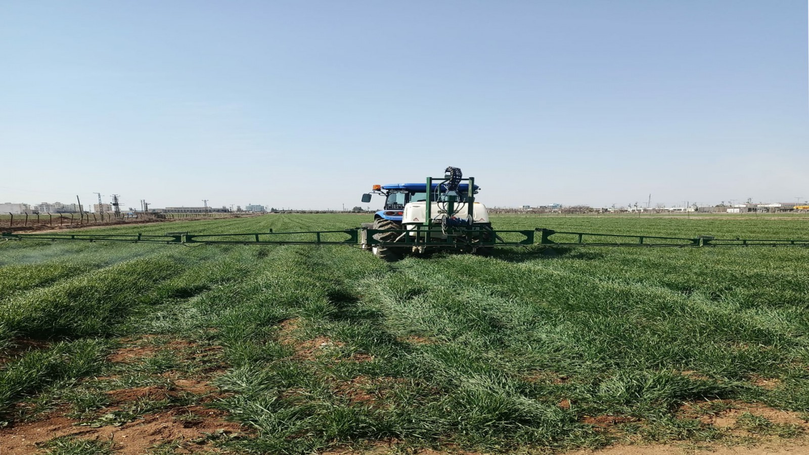 Şanlıurfa Büyükşehir, halk ekmekte kullanacağı buğdayı kendisi üretiyor