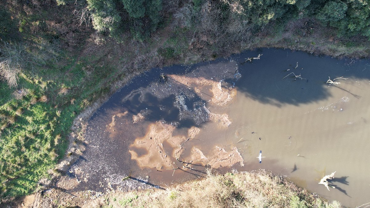 İstanbul’da atık su dökülen gölde binlerce balık ölüsü kıyıya vurdu