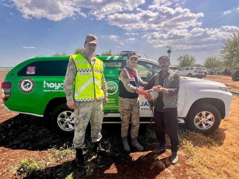 Şanlıurfa’da Jandarma Ekibinin Bulduğu Yaralı Leylek Tedaviye Alındı