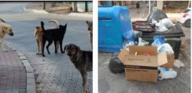 İzmit’in Çözülemeyen Sorunları; Çöp Sorunu, Sokak Köpekleri Sorunu. Ayrıca Birçok Sorunu…