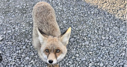 Atış poligonuna bitkin halde gelen tilki 'Barut' polislerle dost oldu