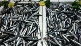 Karadeniz’de Balık Sezonu Bereketli Kapandı: Hamsi ve İstavrit Öne Çıktı