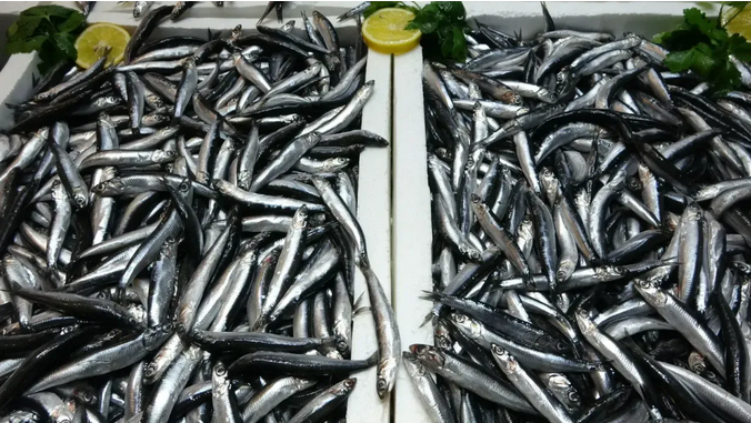 Karadeniz’de Balık Sezonu Bereketli Kapandı: Hamsi ve İstavrit Öne Çıktı