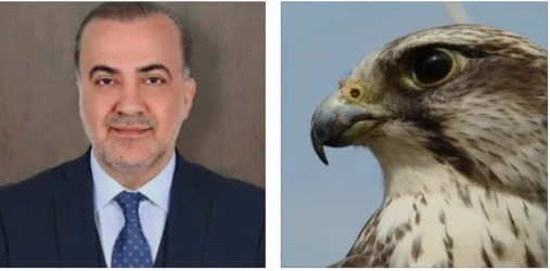 Tıpkı Bir Şahin Gibi; Şahin Talus…